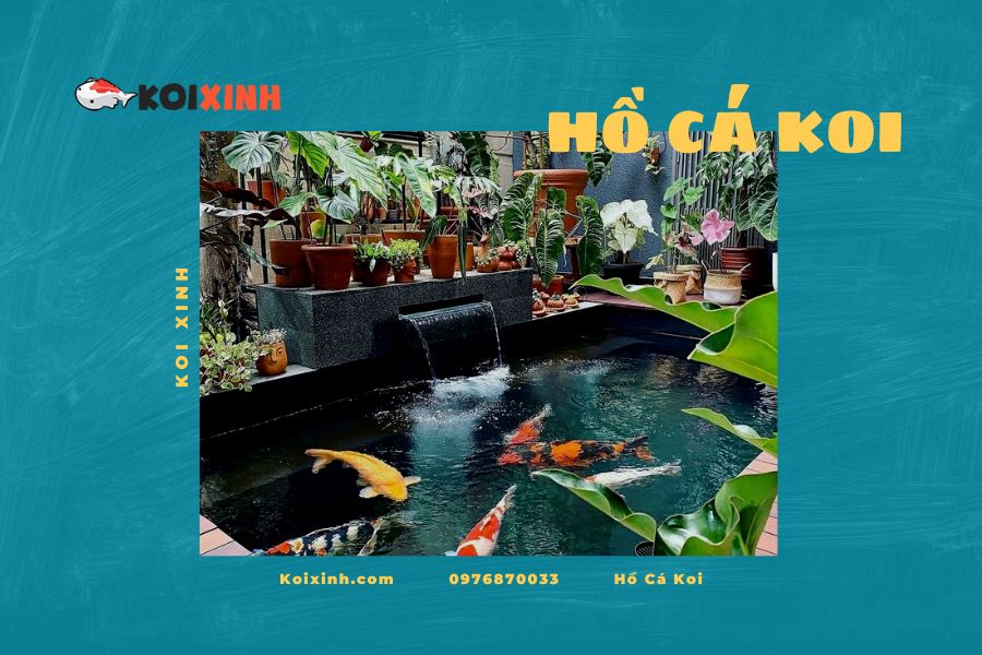 Những lưu ý khi nuôi cá Koi vào mùa hè