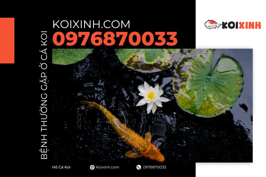 Nuôi Cá Koi: Một Số Bệnh Thường Gặp Ở Cá Koi Và Phương Pháp Điều Trị Bệnh