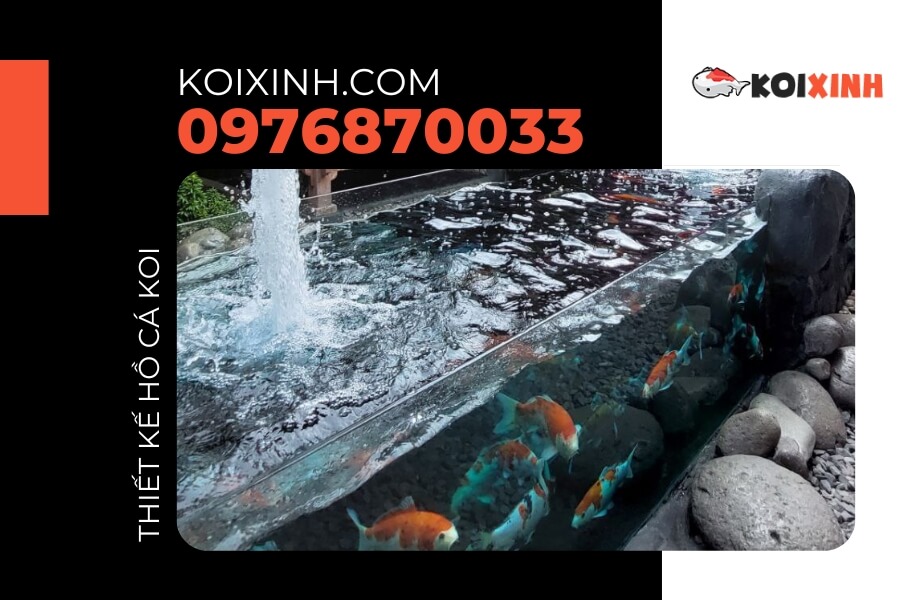 Bể cá Koi bằng kính Bể cá Koi bằng kính