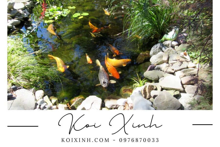 Hồ cá Koi sân vườn