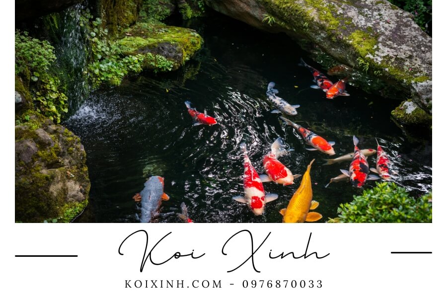 Quy trình thi công hồ cá Koi chuyên nghiệp