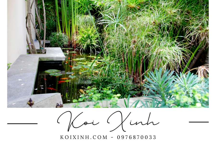 Hồ cá Koi dưới gầm cầu thang