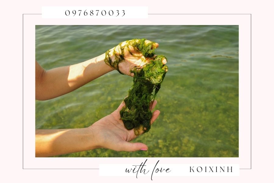 Ưu nhược điểm của ánh nắng đối với hồ cá Koi trong mùa hè Ưu nhược điểm của ánh nắng đối với hồ cá Koi trong mùa hè
