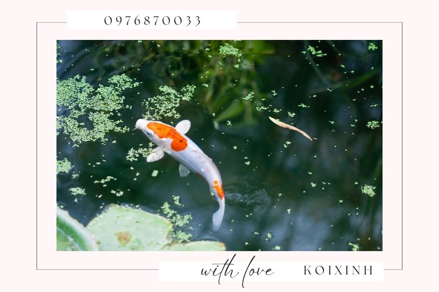 Ưu nhược điểm của ánh nắng đối với hồ cá Koi trong mùa hè