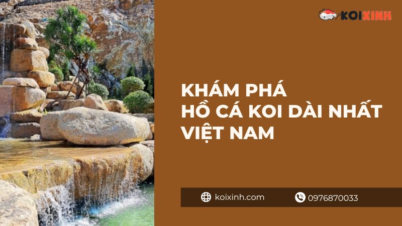 Khám phá hồ cá Koi dài nhất Việt Nam Khám phá hồ cá Koi dài nhất Việt Nam