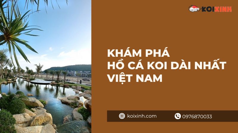 Khám phá hồ cá Koi dài nhất Việt Nam Khám phá hồ cá Koi dài nhất Việt Nam