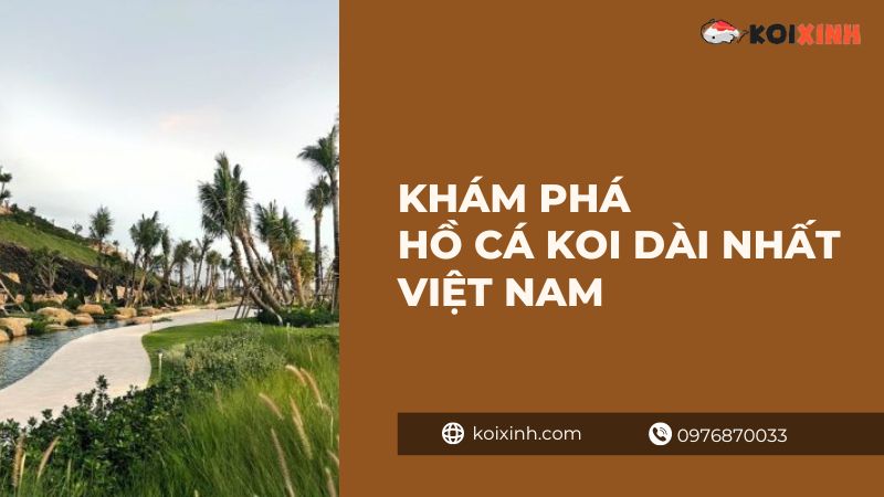 Khám phá hồ cá Koi dài nhất Việt Nam Khám phá hồ cá Koi dài nhất Việt Nam
