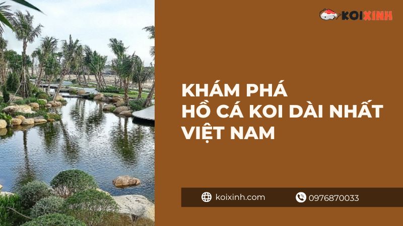 Khám phá hồ cá Koi dài nhất Việt Nam Khám phá hồ cá Koi dài nhất Việt Nam