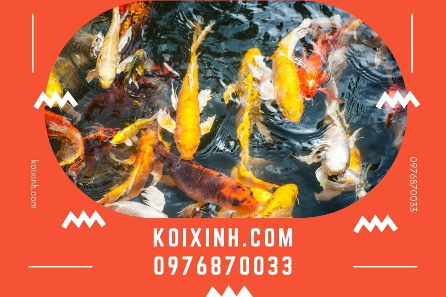 Các loại cá Koi phổ biến được nhiều người ưa chuộng