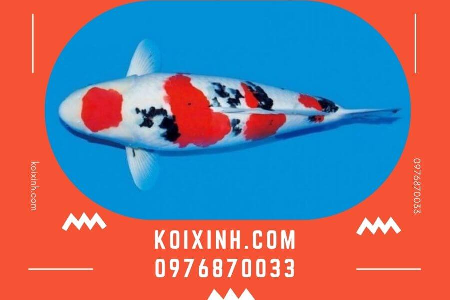 Các loại cá Koi phổ biến được nhiều người ưa chuộng