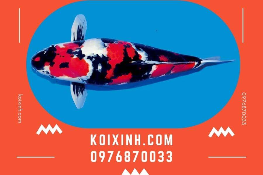 Các loại cá Koi phổ biến được nhiều người ưa chuộng