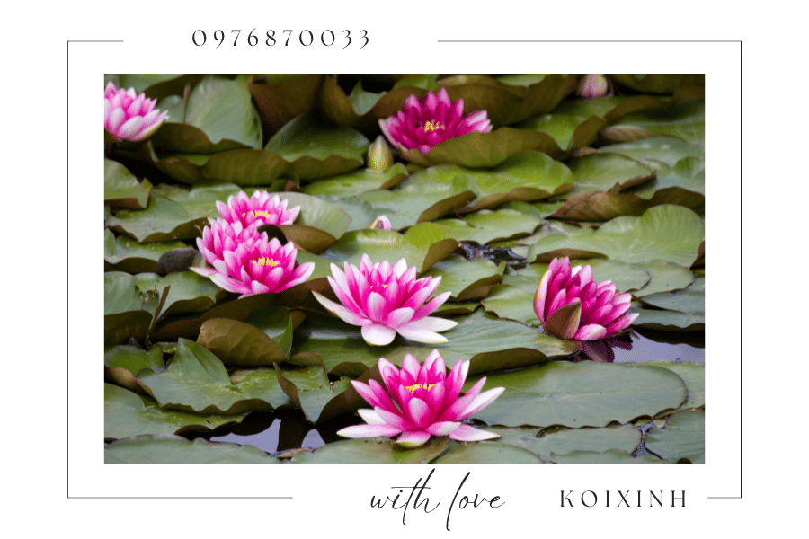 Cây cảnh trang trí hồ Koi - Nên chọn loại cây nào Cây cảnh trang trí hồ Koi - Nên chọn loại cây nào