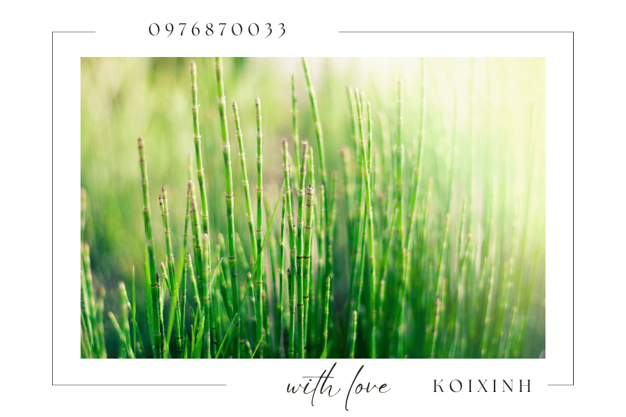 Cây cảnh trang trí hồ Koi - Nên chọn loại cây nào Cây cảnh trang trí hồ Koi - Nên chọn loại cây nào