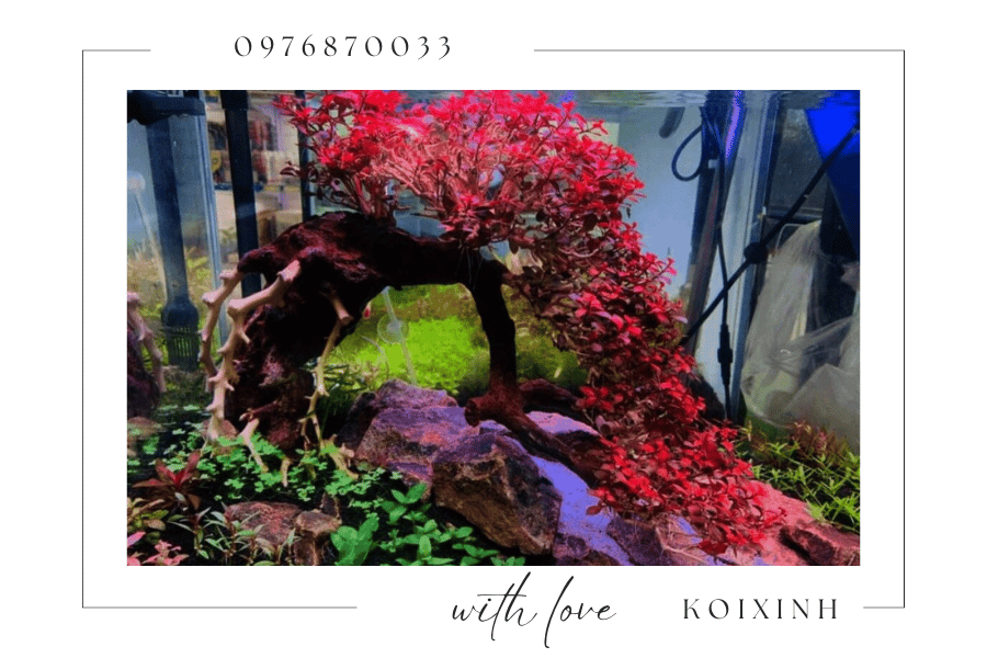 Cây cảnh trang trí hồ Koi - Nên chọn loại cây nào Cây cảnh trang trí hồ Koi - Nên chọn loại cây nào