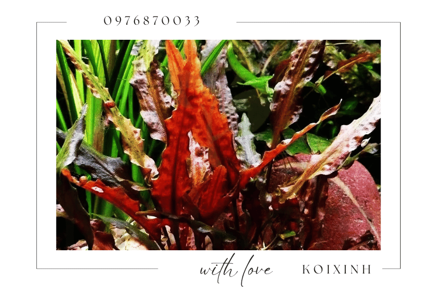 Cây cảnh trang trí hồ Koi - Nên chọn loại cây nào Cây cảnh trang trí hồ Koi - Nên chọn loại cây nào