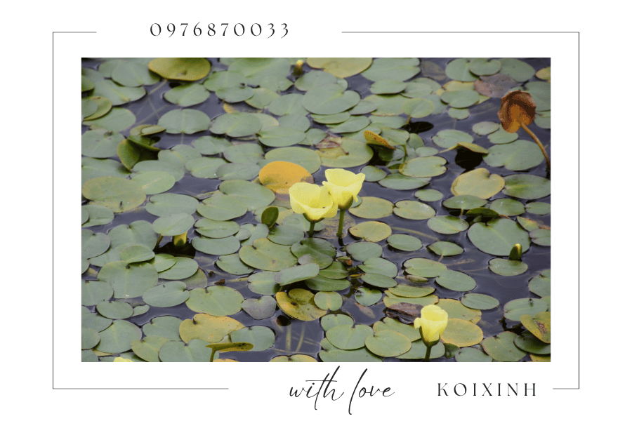 Cây cảnh trang trí hồ Koi - Nên chọn loại cây nào Cây cảnh trang trí hồ Koi - Nên chọn loại cây nào