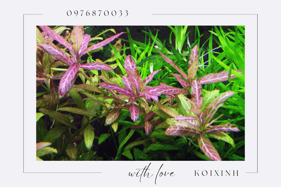 Cây cảnh trang trí hồ Koi - Nên chọn loại cây nào Cây cảnh trang trí hồ Koi - Nên chọn loại cây nào