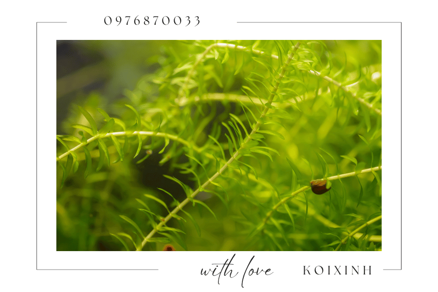 Cây cảnh trang trí hồ Koi - Nên chọn loại cây nào Cây cảnh trang trí hồ Koi - Nên chọn loại cây nào