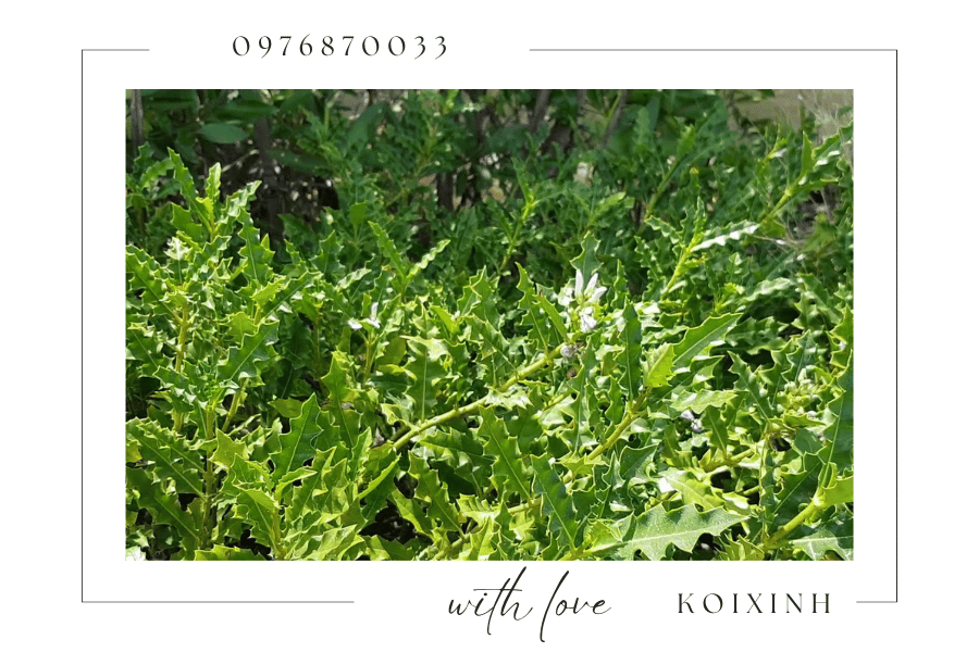 Cây cảnh trang trí hồ Koi - Nên chọn loại cây nào Cây cảnh trang trí hồ Koi - Nên chọn loại cây nào