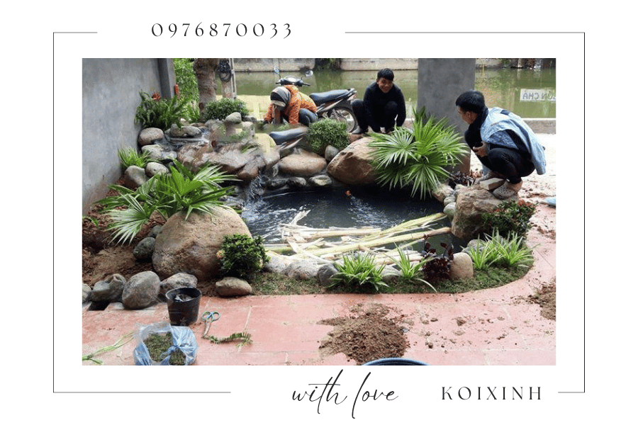 Cây cảnh trang trí hồ Koi - Nên chọn loại cây nào Cây cảnh trang trí hồ Koi - Nên chọn loại cây nào