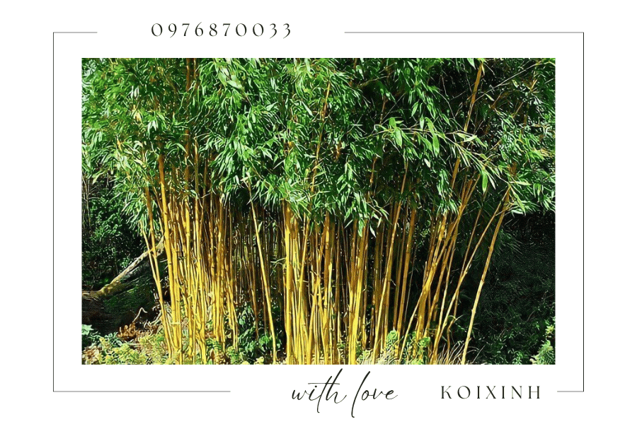 Cây cảnh trang trí hồ Koi - Nên chọn loại cây nào Cây cảnh trang trí hồ Koi - Nên chọn loại cây nào