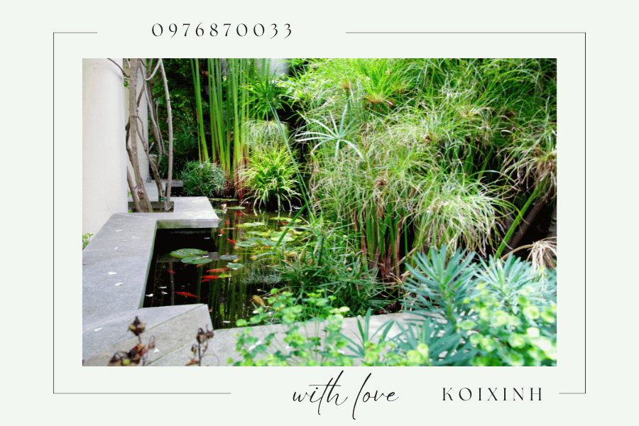 Cây cảnh trang trí hồ Koi - Nên chọn loại cây nào Cây cảnh trang trí hồ Koi - Nên chọn loại cây nào