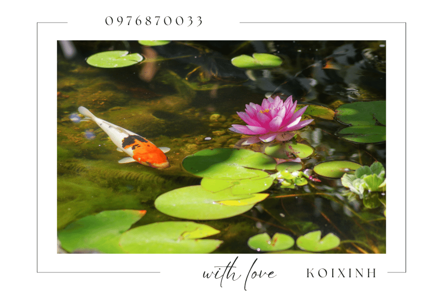 Cây cảnh trang trí hồ Koi - Nên chọn loại cây nào Cây cảnh trang trí hồ Koi - Nên chọn loại cây nào