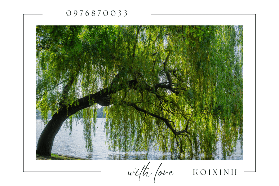 Cây cảnh trang trí hồ Koi - Nên chọn loại cây nào Cây cảnh trang trí hồ Koi - Nên chọn loại cây nào