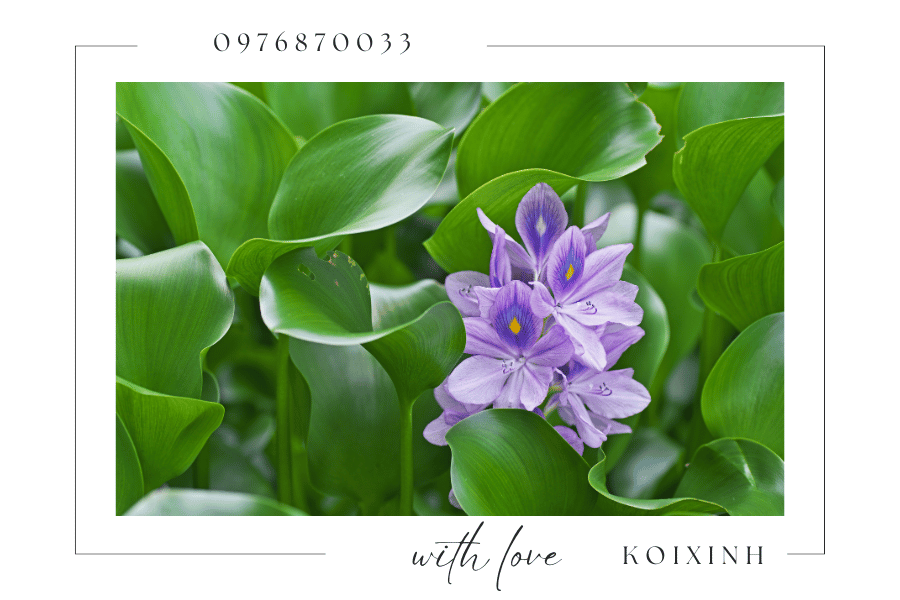 Cây cảnh trang trí hồ Koi - Nên chọn loại cây nào Cây cảnh trang trí hồ Koi - Nên chọn loại cây nào