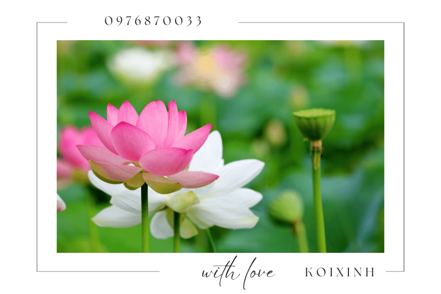 Cây cảnh trang trí hồ Koi - Nên chọn loại cây nào Cây cảnh trang trí hồ Koi - Nên chọn loại cây nào