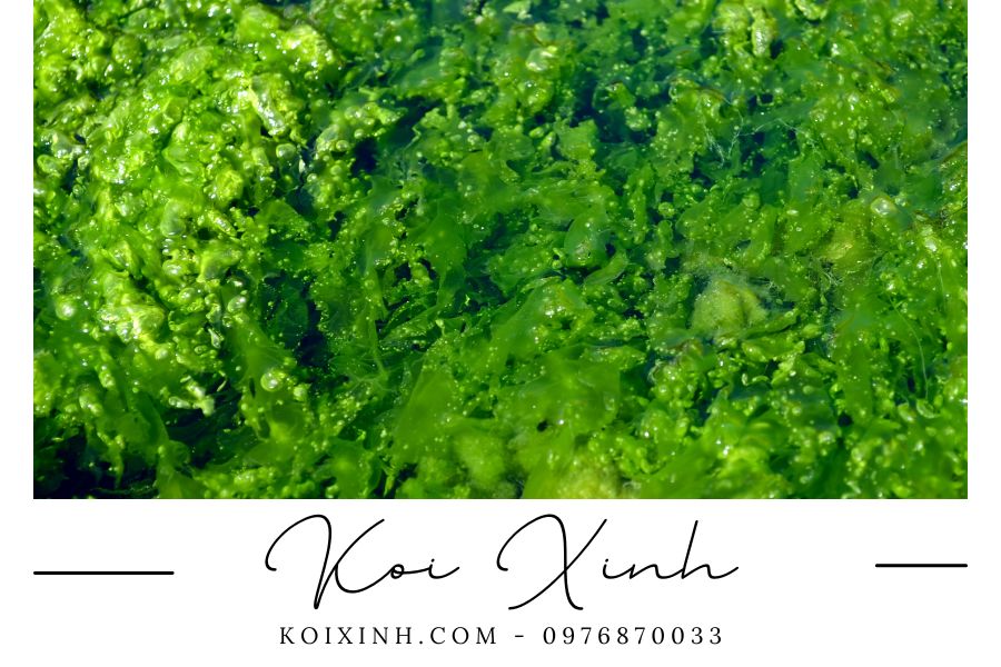 Tảo và những ảnh hưởng của tảo đến hồ cá Koi