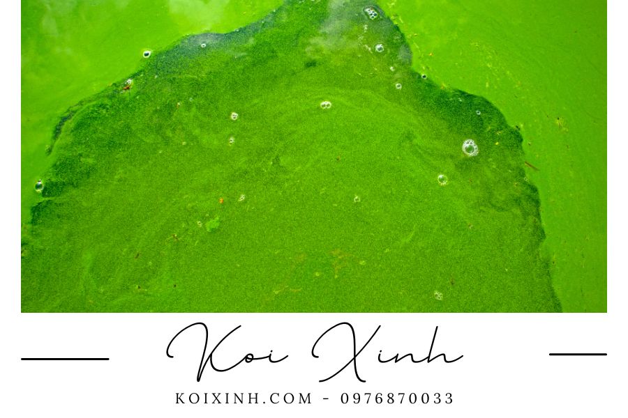 Tảo và những ảnh hưởng của tảo đến hồ cá Koi