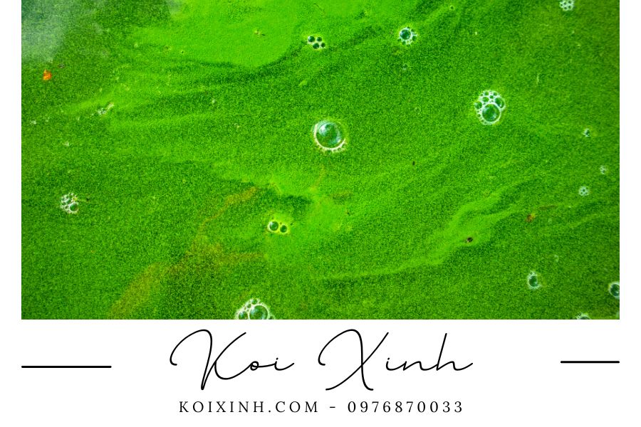 Tảo và những ảnh hưởng của tảo đến hồ cá Koi