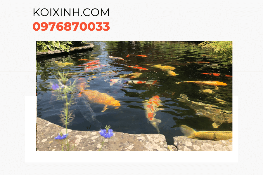 Biến hồ cá Koi trở nên đẹp hơn với những phong cách sau!