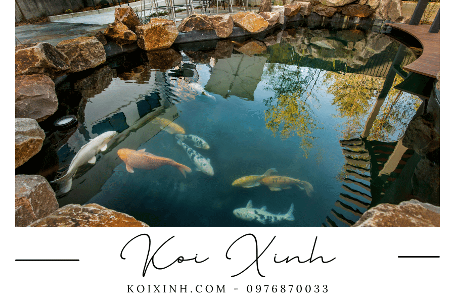 Hãy tận hưởng cảm giác thư giãn và tĩnh lặng với hồ cá Koi thiết kế tự nhiên, hoà mình vào thiên nhiên và tận hưởng cuộc sống!