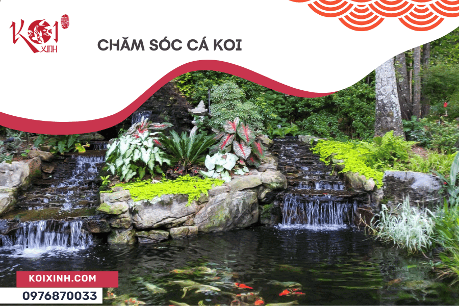 Cách Chăm Sóc Cá Koi Ngoài Ao