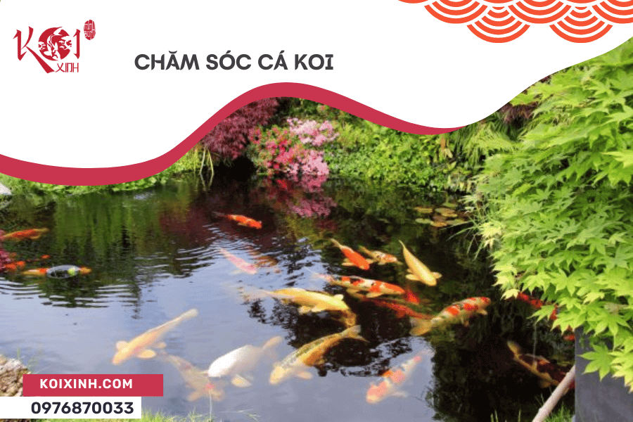 Cách Chăm Sóc Cá Koi Ngoài Ao