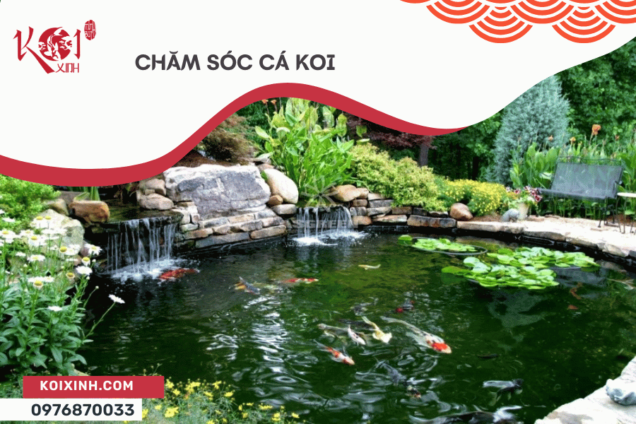Cách Chăm Sóc Cá Koi Ngoài Ao
