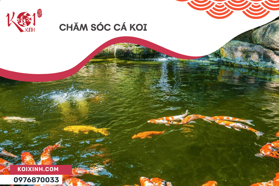 Cách Chăm Sóc Cá Koi Ngoài Ao