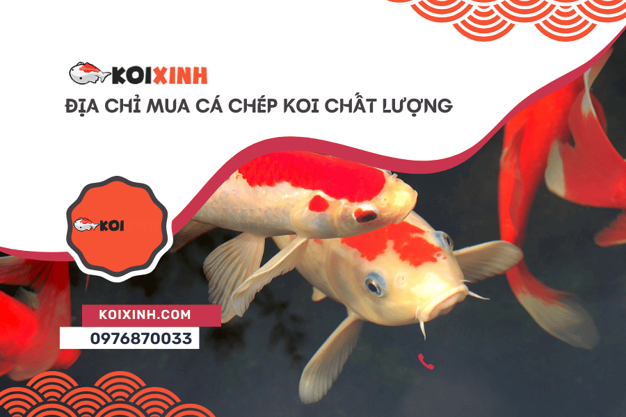 Địa chỉ mua cá chép Koi chất lượng