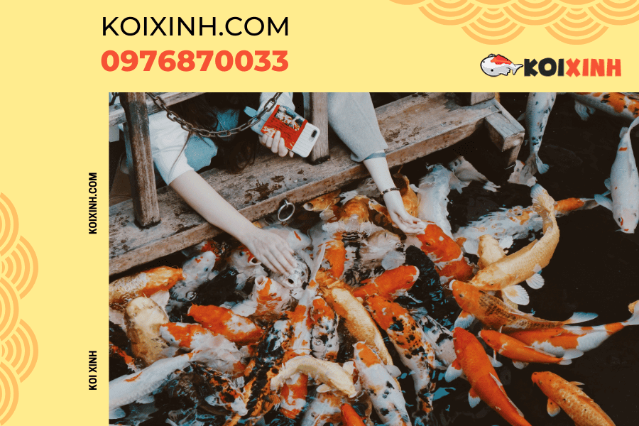 Nguồn gốc và ý nghĩa của biểu tượng cá Koi Chìa khóa giúp cá Koi Nhật Bản được đánh giá cao