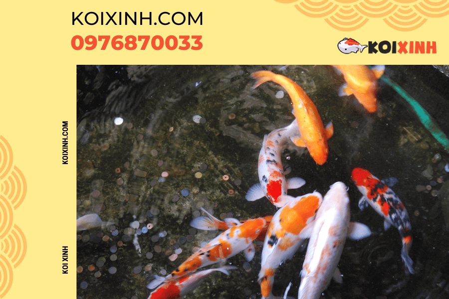 Nguồn gốc và ý nghĩa của biểu tượng cá Koi Màu sắc khác nhau của cá Koi tượng trưng cho điều gì?