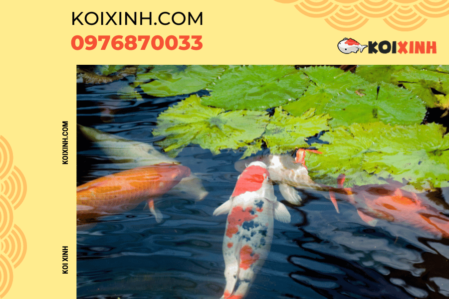 Nguồn gốc và ý nghĩa của biểu tượng cá Koi Cá Koi trong hội họa