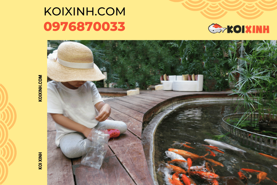 Nguồn gốc và ý nghĩa của biểu tượng cá Koi Cá Koi và truyền thống tết thiếu nhi