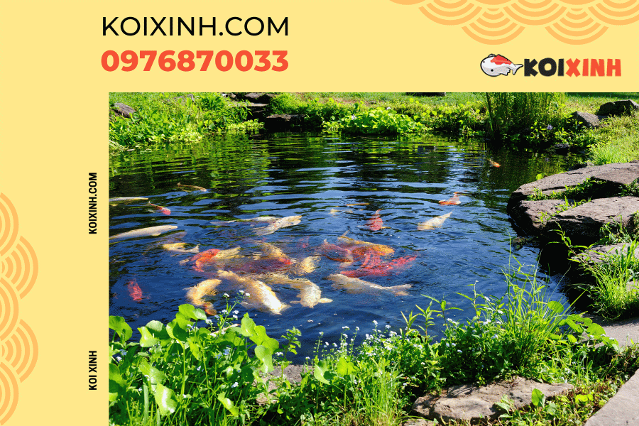 Nguồn gốc và ý nghĩa của biểu tượng cá Koi Ý nghĩa biểu tượng của cá Koi trong văn hóa Nhật Bản