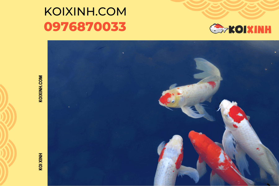 Nguồn gốc và ý nghĩa của biểu tượng cá Koi Các loại cá Koi
