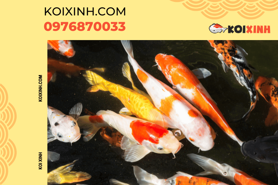 Nguồn gốc và ý nghĩa của biểu tượng cá Koi