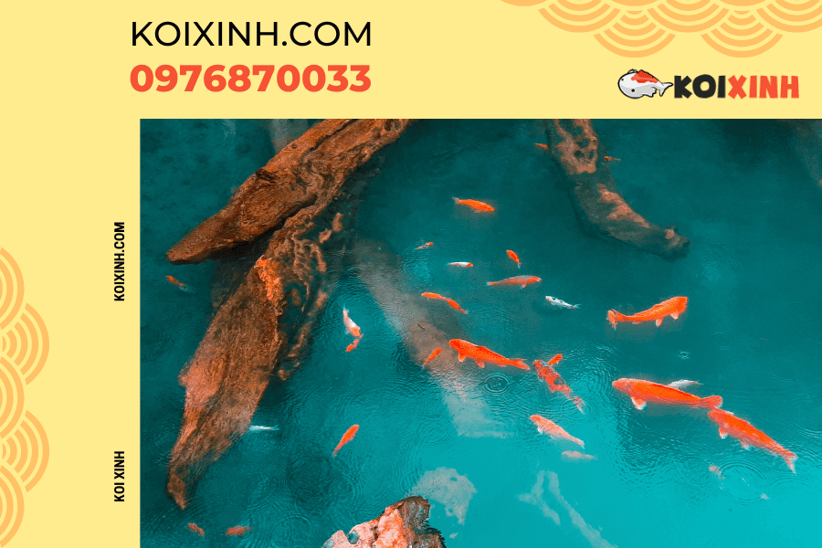 Nguồn gốc và ý nghĩa của biểu tượng cá Koi Cá Koi trong văn hóa Trung Quốc