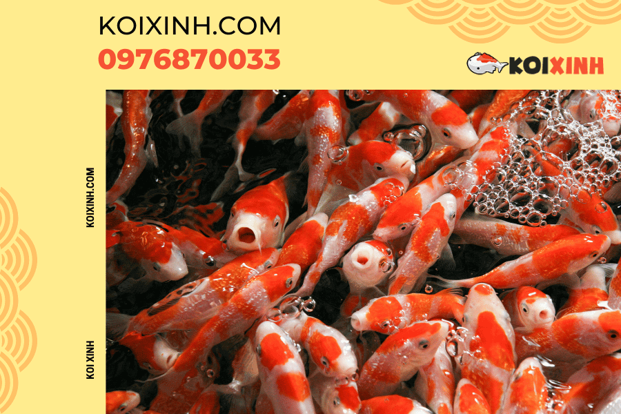 Nguồn gốc và ý nghĩa của biểu tượng cá Koi Cá Koi đỏ