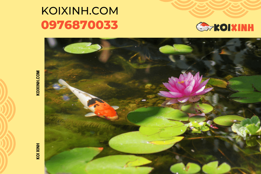 Nguồn gốc và ý nghĩa của biểu tượng cá Koi Thả Nishikigoi và vẻ đẹp Nhật Bản vào ao hồ